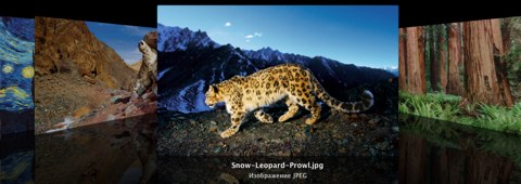 Обои Snow Leopard